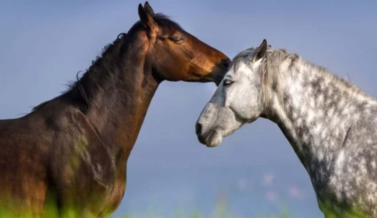 Due cavalli (Depositphotos foto) - www.rally.it