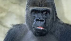 Gorilla (Depositphotos foto) - www.rally.it