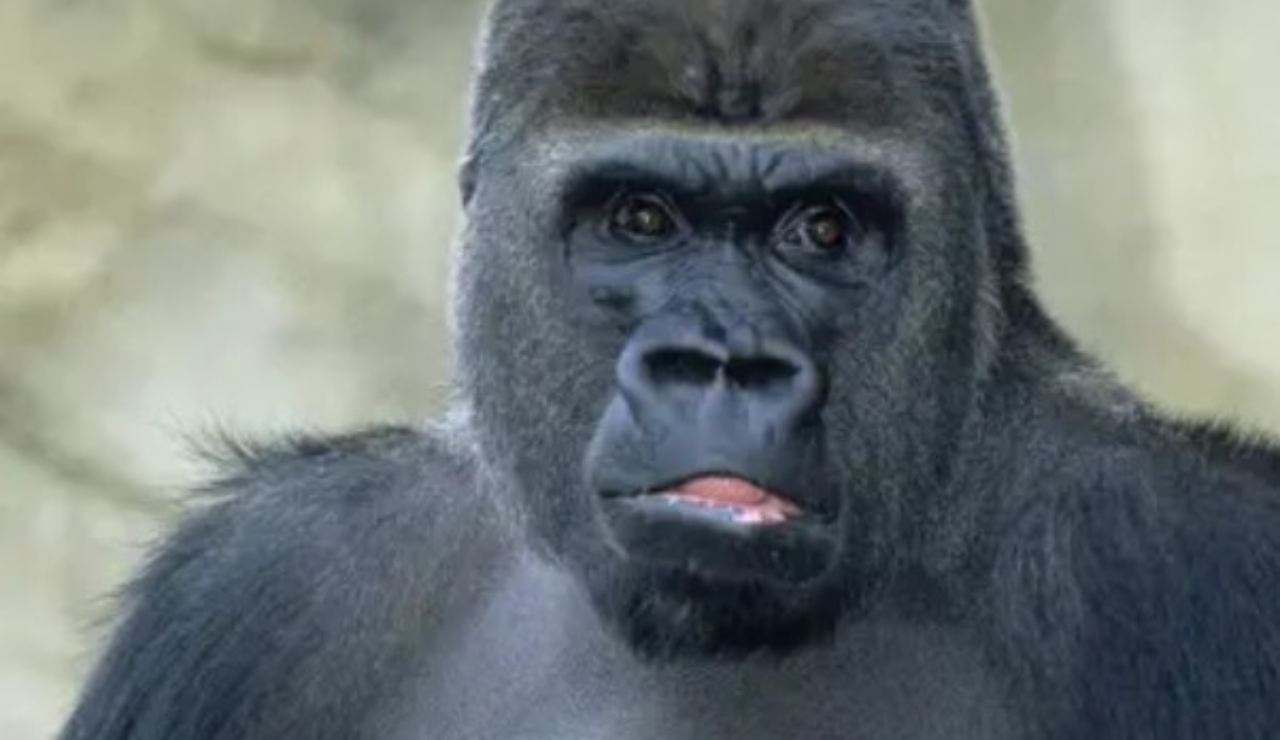 Gorilla (Depositphotos foto) - www.rally.it