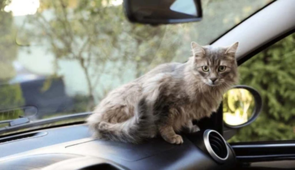 Gatto in auto