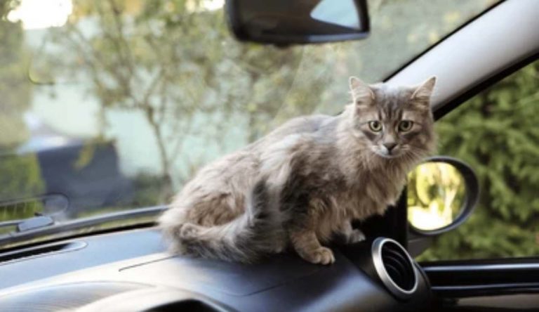Gatto in auto